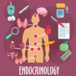 Qué son las Glándulas Endocrinas y cuales son controladas por la hipófisis